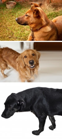 Pretty Dog collectionの写真素材