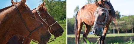 Pretty Horse collectionの写真素材