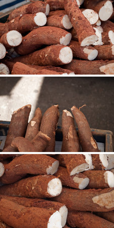 Pretty Collection  cassava