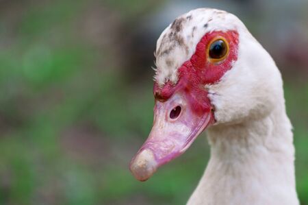Close of duck head on nature. Focus on duck beak.の写真素材