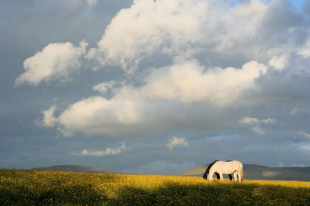 White and Black horses in yellow field near Keswickの写真素材