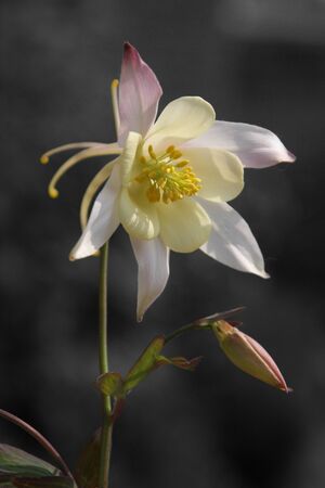 Aquilegia, desaturated with original colour put back in flowerの写真素材