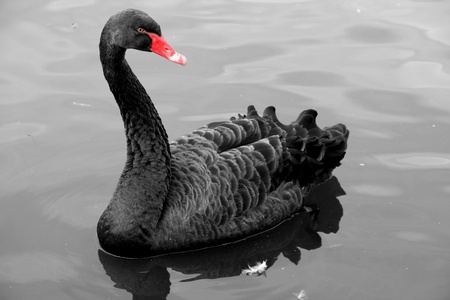 Black Swan on Norfolk Broads, desaturated with red put back inの写真素材