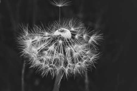 seeds ready to detachの写真素材