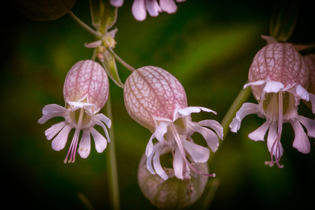 flowers before bloomingの写真素材