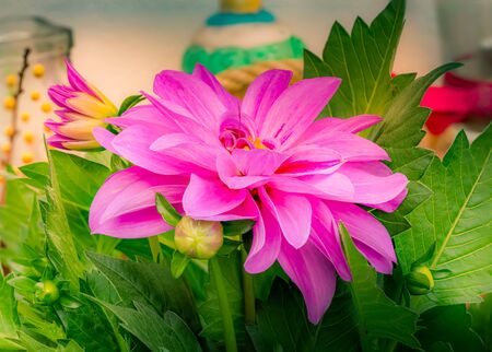 dahlia flowerの写真素材