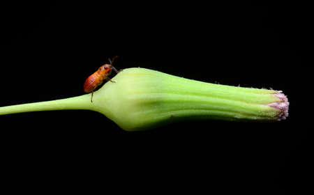 Bug in gardenの写真素材