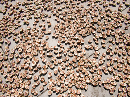 drying arecby sunlight nutの写真素材