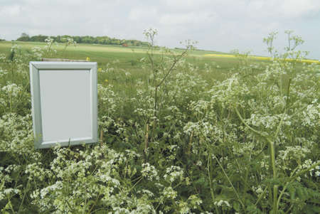 Empty silver picture frame among wildflowers at edge of field with blank area to add copy or picture.の写真素材