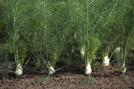 Crop of fennel bulbs ready to harvestの写真素材