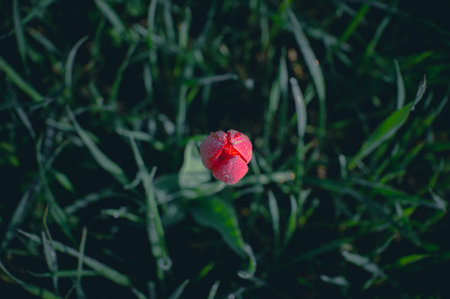Top view of red tulip in green dense grassの写真素材