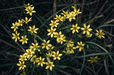 Yellow spring flowers on a dark backgroundの写真素材