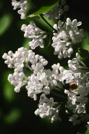 Snow-white lilac with a wild bee on a sunny May dayの写真素材
