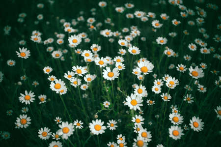 Carpet of field wild daisies on a cloudy spring dayの写真素材