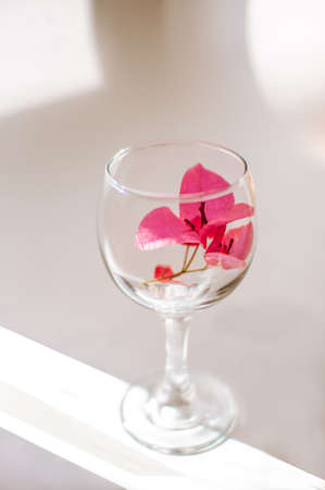 Pink flower in a glass goblet on a gray background with sun raysの写真素材