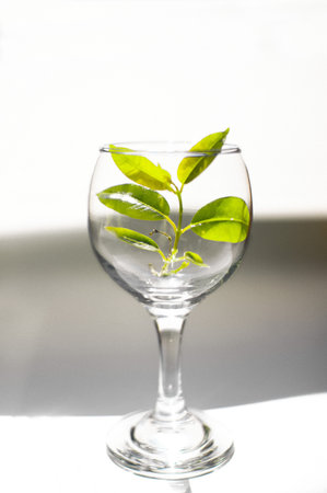 A branch of a green plant in a wine glass on a white-gray background