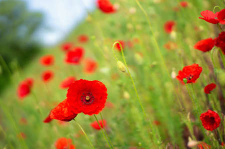 Glade of scarlet poppies on a May sunny day on a slopeの写真素材