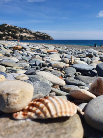 close up of sea shell on the beachの写真素材