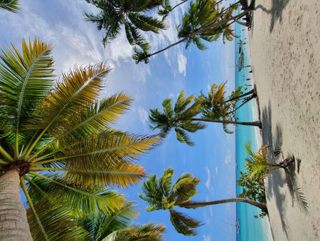 palm trees on Caribbean beach