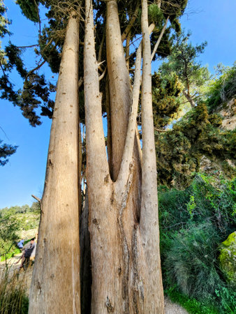 cypress tree branch. bottom view.の写真素材