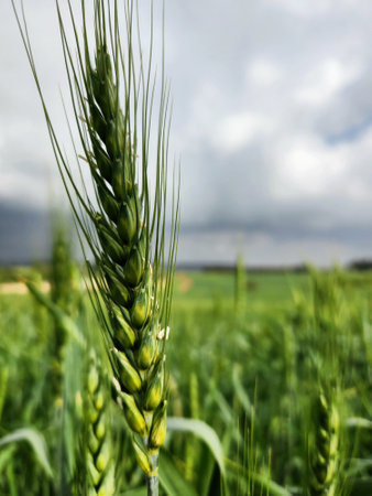 Green ears of wheat on a background of the cloudy sky close-upの写真素材