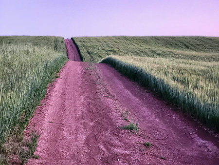 Dirt road in a wheat field with purple sky in the background