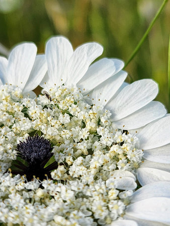 White flower in the meadow with bees on it. Spring backgroundの写真素材