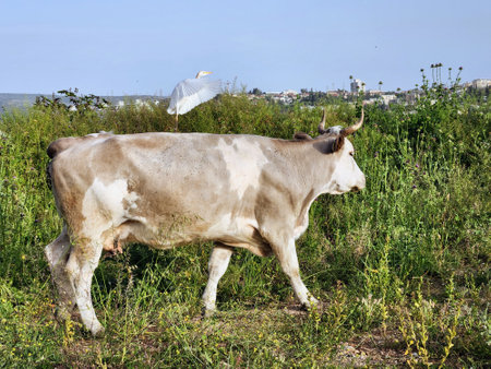 cow on a meadow and a bird flying of her backの写真素材