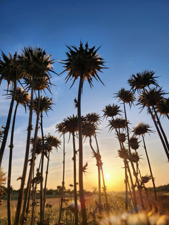 Sunset on a field of thistles in summer, Spainの写真素材