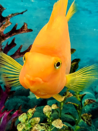 Yellow discus fish swimming in the water. Tropical underwater life.