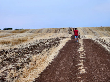 boy walking on a road in a wheat field and looking at the horizon.の写真素材