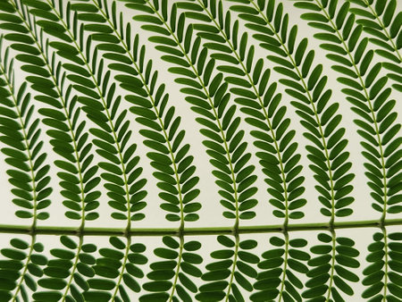 Green leaves of acacia tree on a white background. Natural background.の写真素材