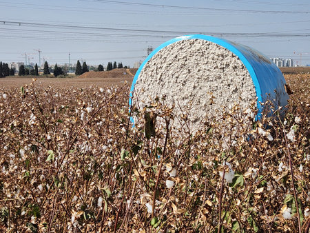 Cotton field in the north of Israel, ready for harvesting.の写真素材