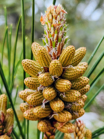 Close up of a pine cone on a tree in the forest.の写真素材
