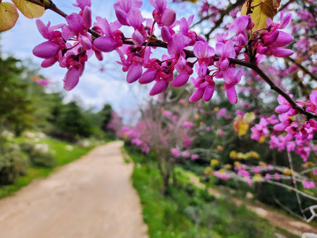 Branch of blossoming redbud (Cercis siliquastrum)の写真素材