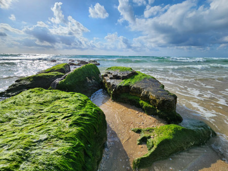 Beautiful seascape with green algae on the rocks and blue skyの写真素材