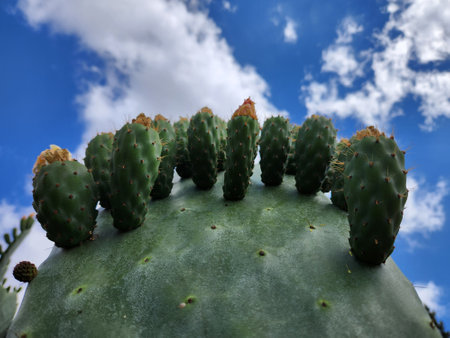 Prickly Pear Cactus with Blue Sky and Clouds in Backgroundの写真素材