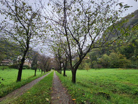 Path in a green field with trees and grass in the background.の写真素材