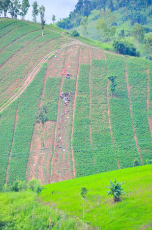 Planting on the mountain