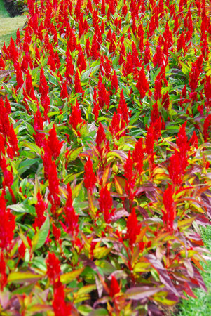 Field of red flora