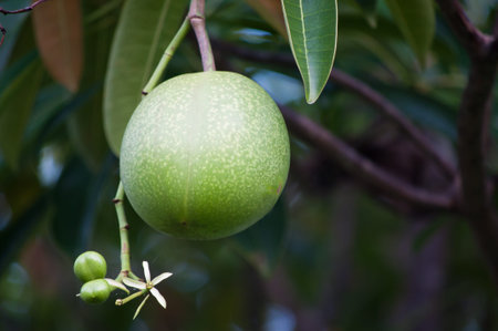 Green Fruitの写真素材