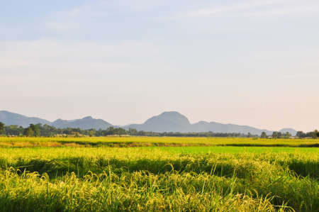 Rice field is life of farmerの写真素材