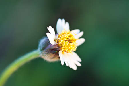 Grass flower is so beautifulの写真素材