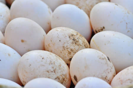 Eggs are for many foodの写真素材