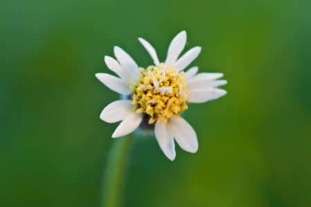 Fresh in the morningの写真素材