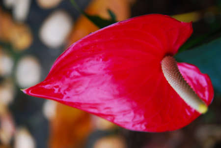 Single Red Flowerの写真素材
