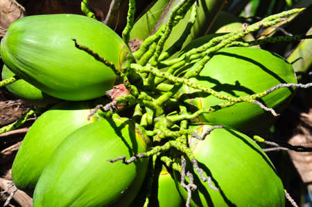 Coconutsの写真素材