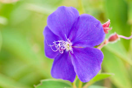 Bule Flowerの写真素材