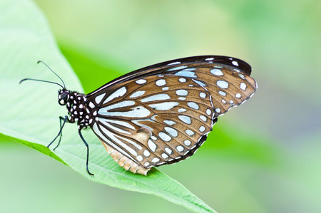 Butterfly is on green leaf