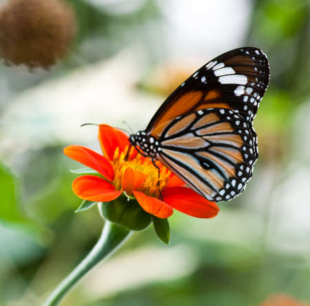 Butterfly is on the mexican sunflowerの写真素材